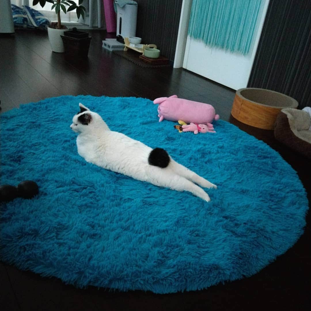 Naokoさんのインスタグラム写真 - (NaokoInstagram)「ある日の明け方せつこちゃん😽💕. . 完璧なフォルムでくつろいでおりました😁✨. . . #ねこあざらしせつこちゃん #せっちゃんのアザラシポーズ #アザラシポーズのせつこ #せつノコ #ねこ #ネコ #ネコ部 #ペコねこ部 #ふわもこ部 #みんねこ #保護猫 #元野良猫 #ジャパニーズボブテイル #ちょんぼりしっぽ部 #せつこ #せっちゃん #instacat #instapet #ilovemycat #japanesebobtail #setsuko #ぽんぽんしっぽ」5月16日 19時49分 - setsunao