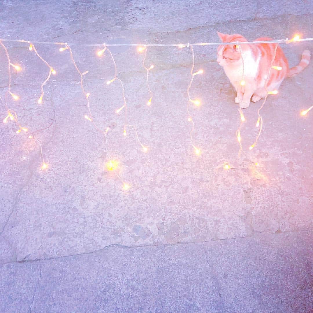 のインスタグラム：「. . . おねがい そこにいて おねがい こっちみて . あなたは まるでねこ . .  #猫 #キラキラ」
