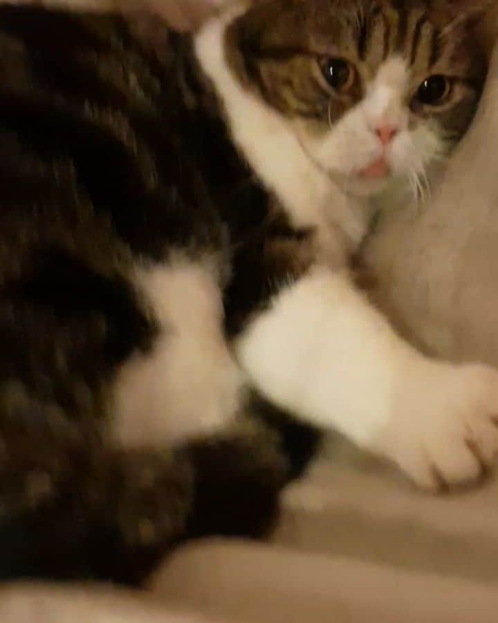 Som Siriのインスタグラム：「When I touched his back legs 🤣  ดีดแรงสึด  #cheetahteamonlyyui #ทาสแมว #scottishfold #catsofinstagram」