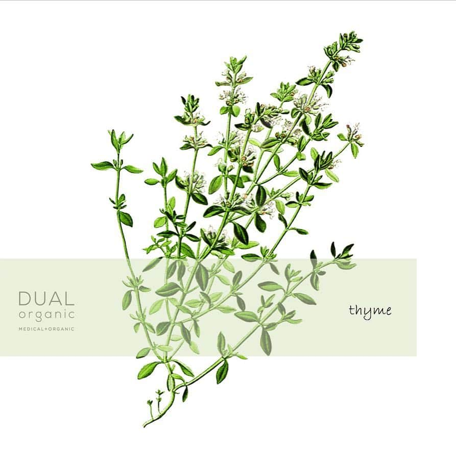 Dualorganicさんのインスタグラム写真 - (DualorganicInstagram)「dualorganic配合のハーブをご紹介🌿 2つ目はタイム。 ハーブの中でも特に抗菌力が強いことで知られ、食あたりや口臭予防にも使われていたそうです。 薬用成分の抗菌＋オーガニック植物での抗菌で、お肌を清潔に整えます。 ・ シソ科の植物で、小さなはが集まったかわいらしいハーブ。古来から「勇気の象徴」ともいわれ、タイムの香りがする、と言われることは男性にとって最大の褒め言葉だったといいます。 ・ ・ ・ #デュアルオーガニック #オーガニック医薬部外品 #オーガニック #オーガニックコスメ #医薬部外品 #薬用 #スキンケア #アクネスキンケア#ラベンダー #タイム #セージ #ハーブ #植物 #大人ニキビ #コンプレックス #美肌 #美活 #綺麗 #笑顔 #スマイル #心 #体 #リベルタ #dualorganic #organic #medical #skincare #organiccosme」5月17日 12時04分 - dualorganic