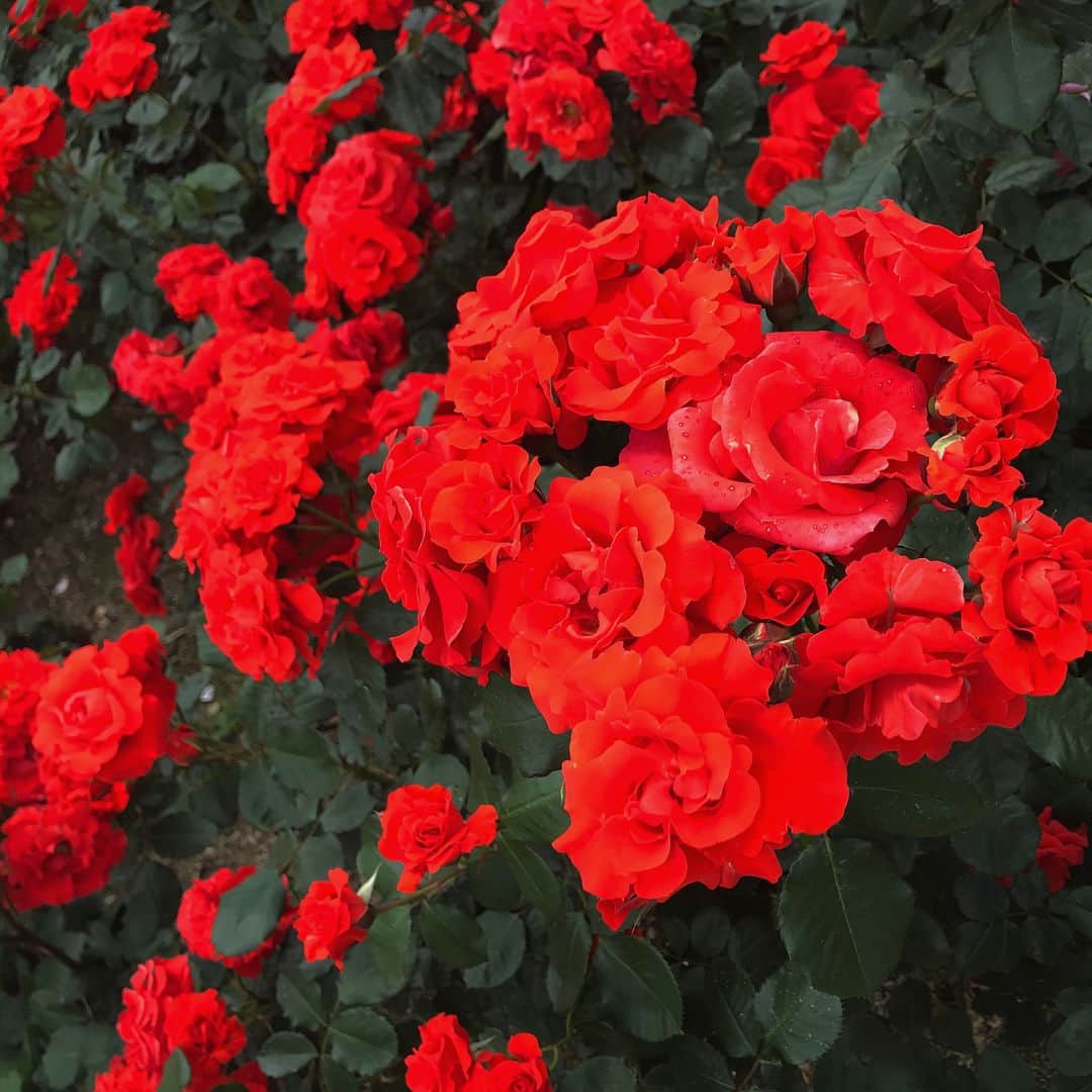 山本茉央さんのインスタグラム写真 - (山本茉央Instagram)「. . 薔薇フェア🌹🌹🌹 紫の薔薇が個人的に一番 好きだった💜💜💜 こんなに沢山あるんやって 思った！！！！ . . #薔薇 #紫 #赤 #白 #黄色 #ピンク  #❤️」5月17日 22時00分 - maaa0_0918
