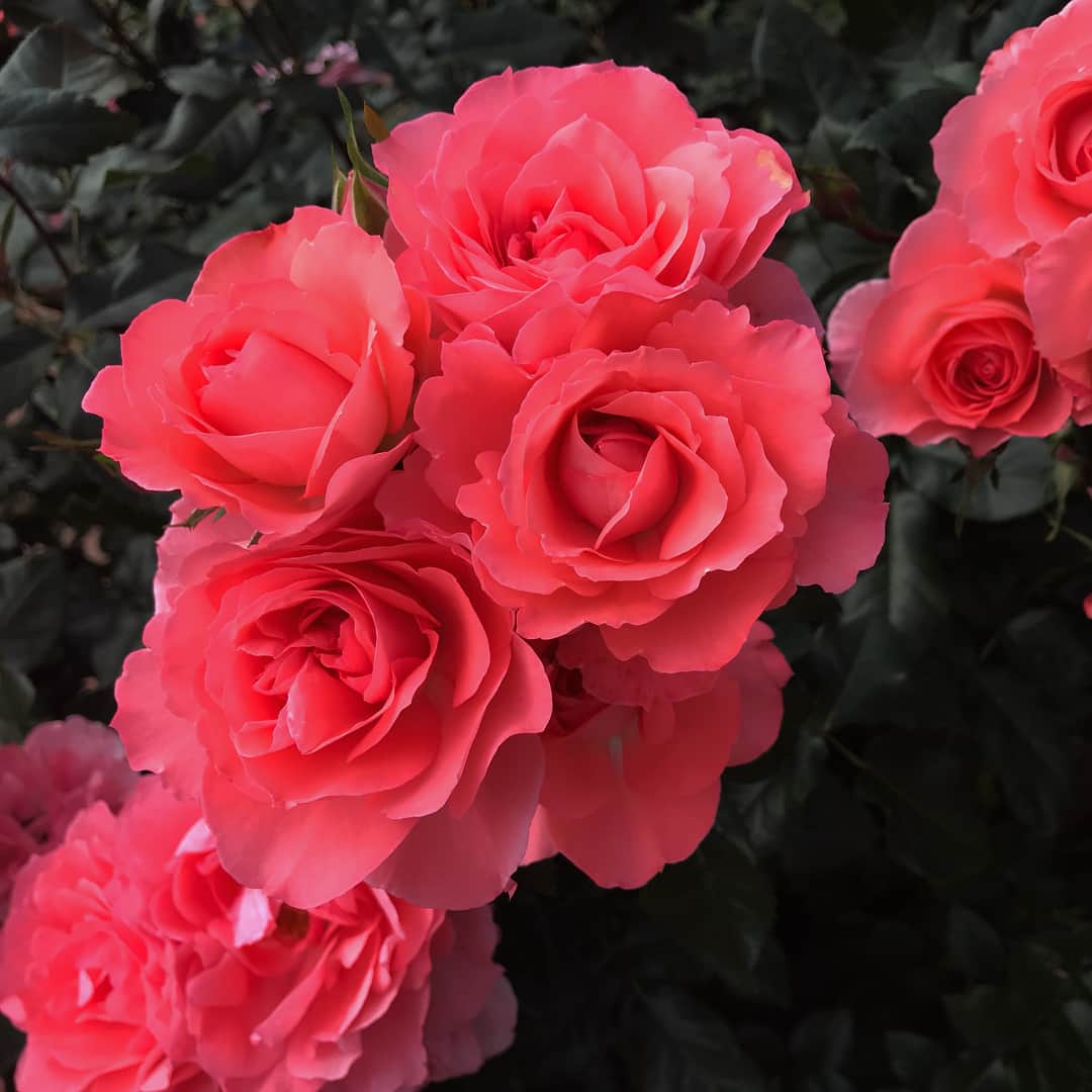 山本茉央さんのインスタグラム写真 - (山本茉央Instagram)「. . 薔薇フェア🌹🌹🌹 紫の薔薇が個人的に一番 好きだった💜💜💜 こんなに沢山あるんやって 思った！！！！ . . #薔薇 #紫 #赤 #白 #黄色 #ピンク  #❤️」5月17日 22時00分 - maaa0_0918