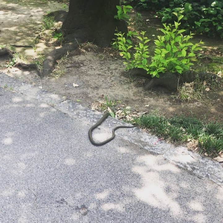 鴨志田由貴のインスタグラム：「打合せ終わった後に道端でヘビに遭遇。東京でなかなかない経験。子供達が近くにいるから噛まれなければいいな。俺も完全に腰が引けた状態での撮影です…。#路上にヘビ #ヘビ #東京ヘビ」