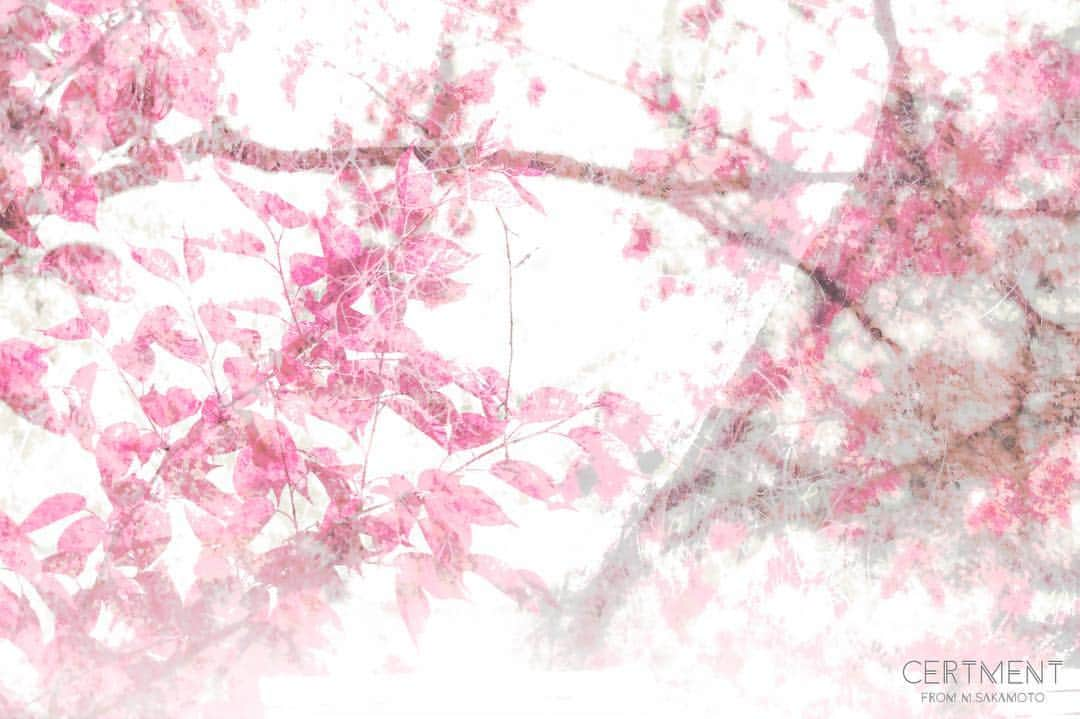 Manabu Sakamotoのインスタグラム：「. Nine of the panel Last meaning of 「spring pink」 . . . #moment #tokyocameraclub  #photooftheday #japan #instalike #phos_japan #colorsjp #spring #naturephotography #canon #フィルムカメラ #写真好きな人と繋がりたい #写真部 #春 #葉 #東京カメラ部 #フィルムに恋してる #キャノン #カメラ男子  #カメラ女子 #写真好き #写真撮ってる人と繋がりたい #カメラのある生活 #pics_jp  #ファインダー越しの私の世界  #土曜日 #ありがとう」