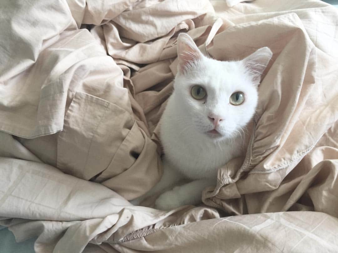 Ray Rayのインスタグラム：「Laundry day? #caturday」