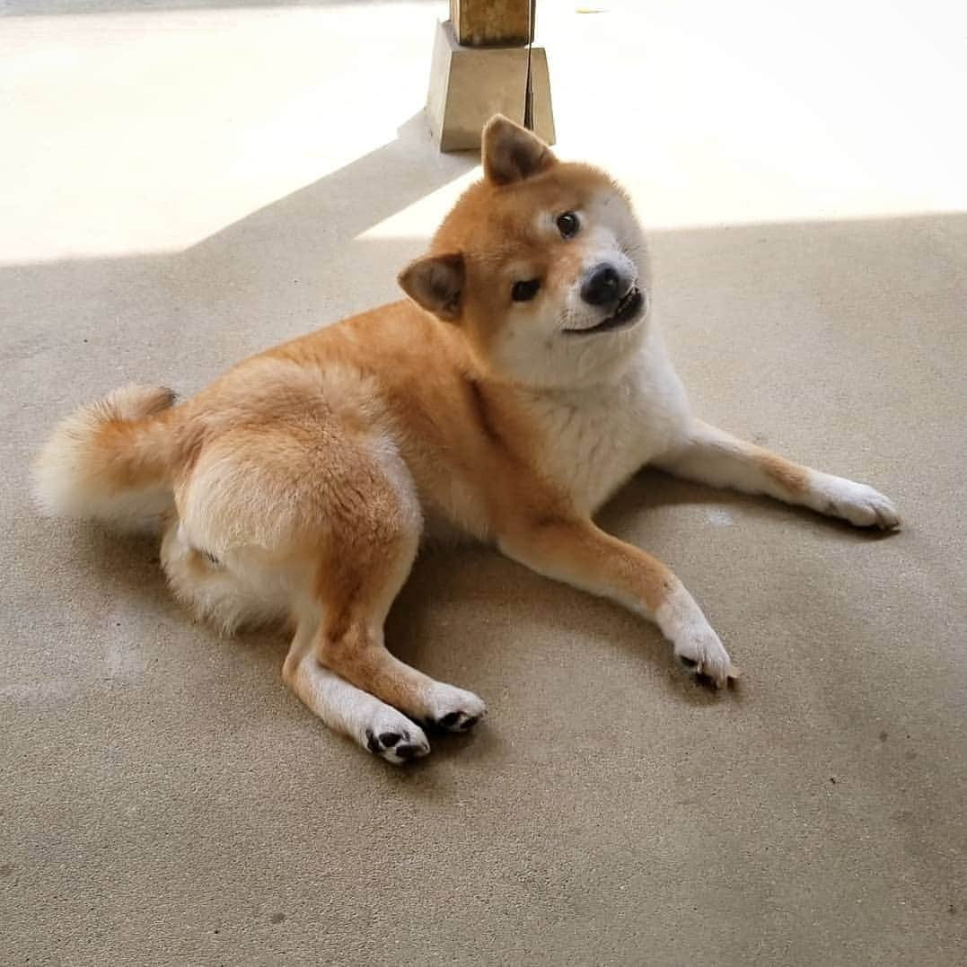 柴犬たま Shibainu Tamaのインスタグラム