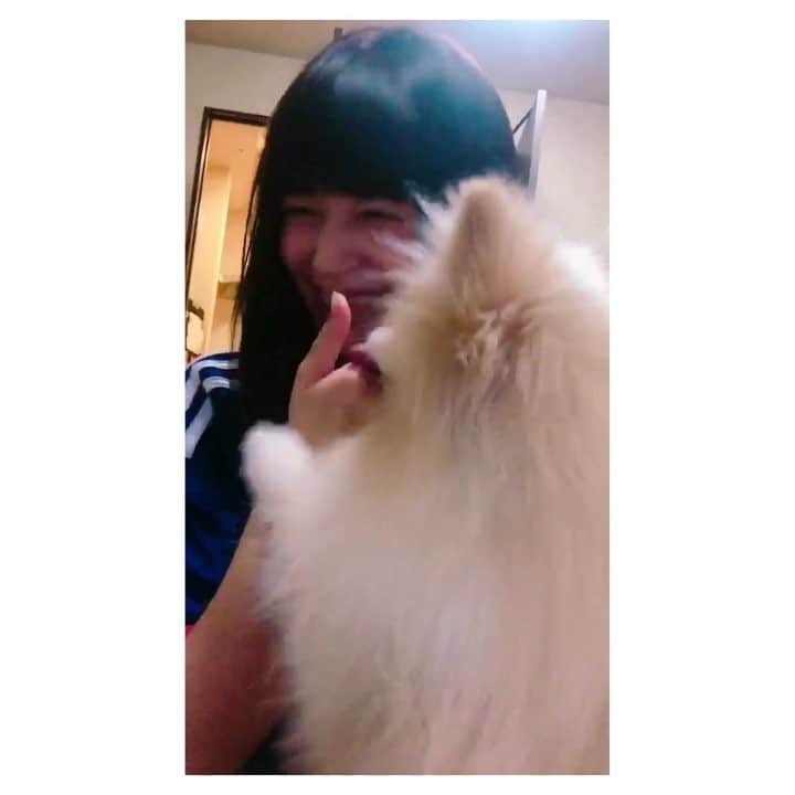 紺野ひかるのインスタグラム：「おやすみなさい🐶 . . #動画撮ってたら #しゅうまいさんから #いきなりの #ぺろぺろ攻撃 #かわいいから許そう」