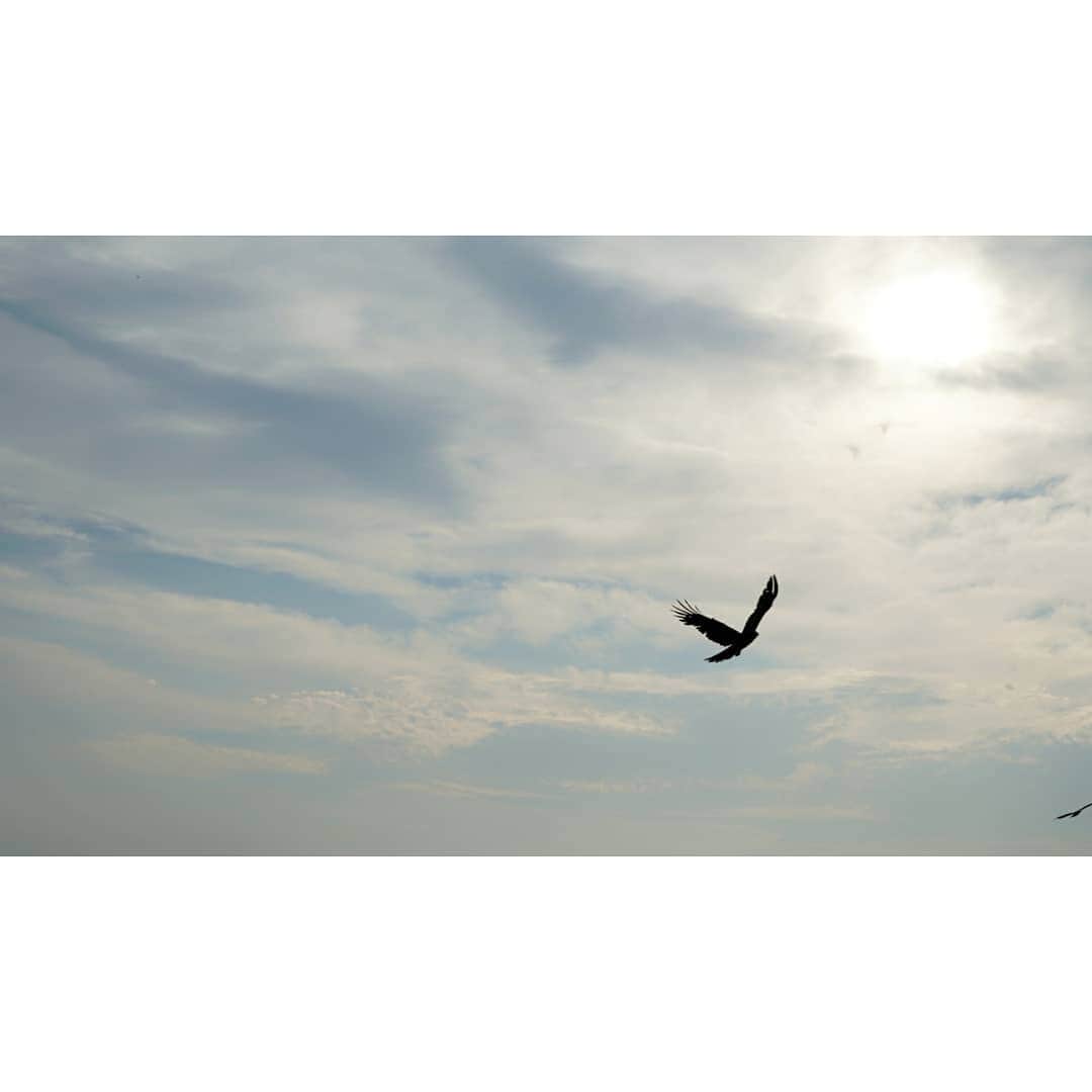 小野木里奈さんのインスタグラム写真 - (小野木里奈Instagram)「_ . 少し曇ってるのもすてき☺ . . #鳶 #トンビ #鳥 #sky #skyview」5月19日 18時39分 - rina_onogi