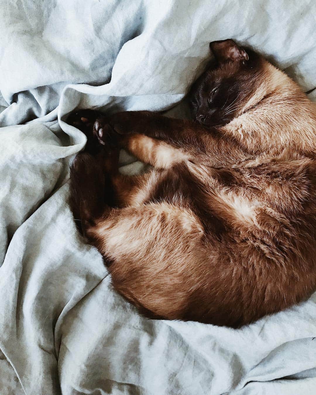 Annette Pehrssonのインスタグラム：「Leia wishes you a happy (and sleepy) caturday 🐱💛」