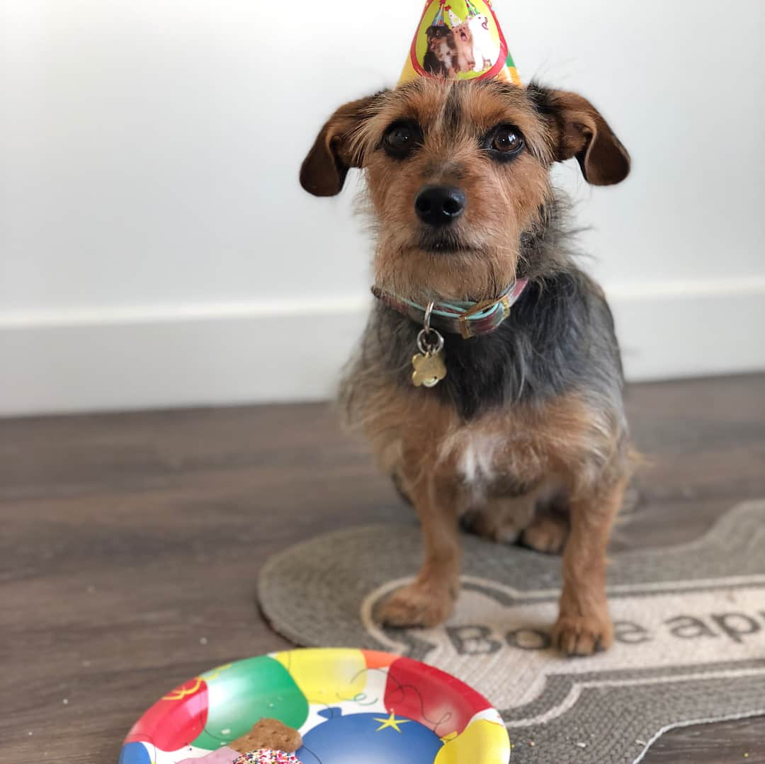 マシュー・ルイスさんのインスタグラム写真 - (マシュー・ルイスInstagram)「One year since we got this little bastard. This was his 1st birthday in January. His sister was the only guest. He has no other friends. Because he’s a bastard. And I wouldn’t have him any other way.」4月26日 7時38分 - mattdavelewis