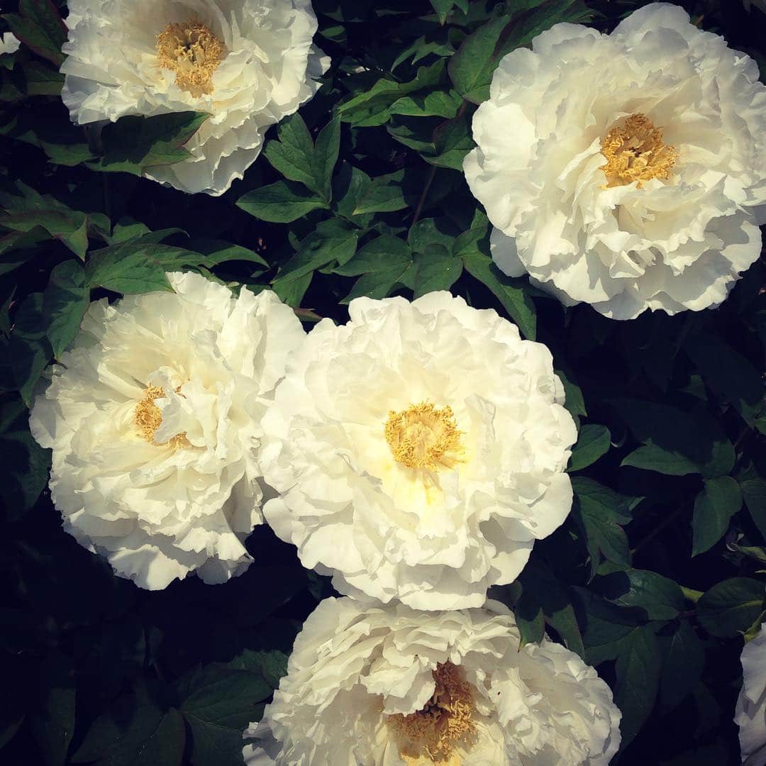 マツオヒロミさんのインスタグラム写真 - (マツオヒロミInstagram)「最近白い花が大好きです。これは牡丹。」4月26日 16時51分 - matuohiromi