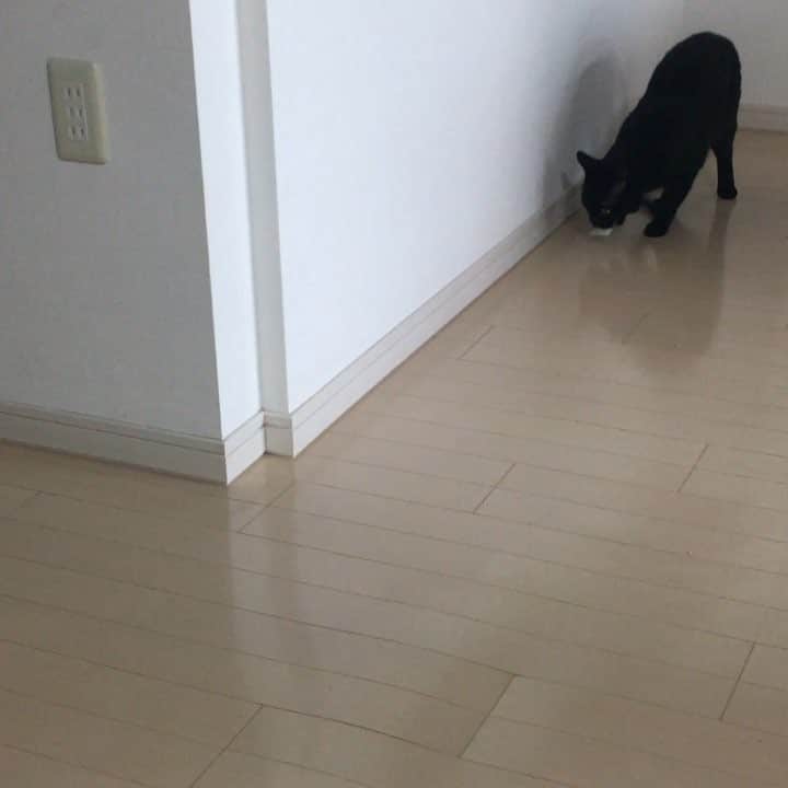 高羽そらのインスタグラム：「仕留めた獲物を移動中。しっかり殺したあと、キャットフードにこのレジ袋のオモチャをイン！これで、食欲増進！ #cat #ねこ」