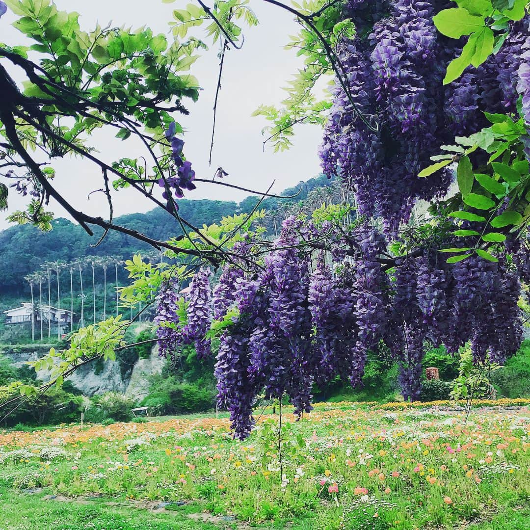 安達祐実さんのインスタグラム写真 - (安達祐実Instagram)「💜💜💜」4月27日 13時09分 - _yumi_adachi