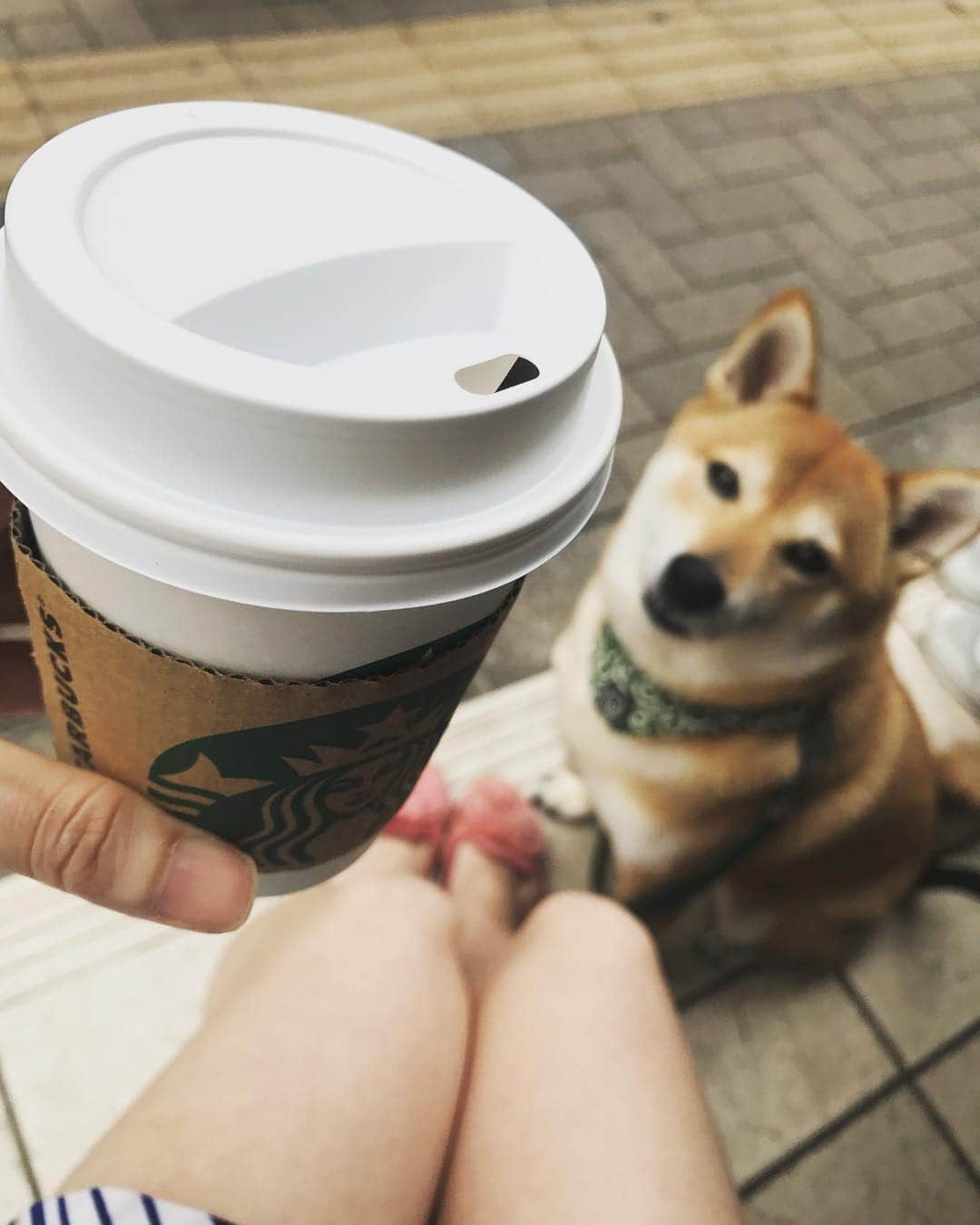 松山まなかさんのインスタグラム写真 - (松山まなかInstagram)「#お散歩 #テラス #柴犬 #スタバ #starbucks #coffee #アメリカーノ #マラソン女子 #休養中💤」4月27日 10時27分 - manakamatsuyama