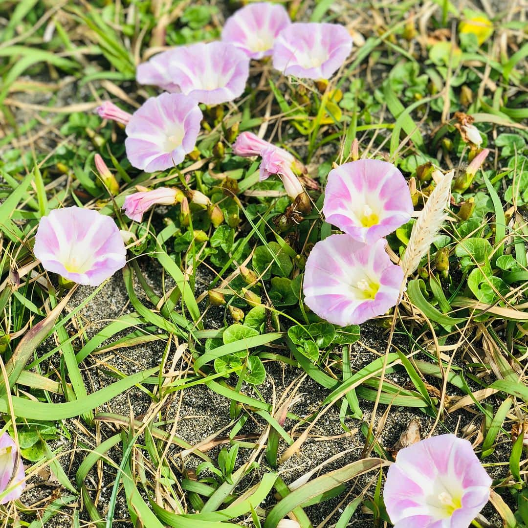 真飛聖さんのインスタグラム写真 - (真飛聖Instagram)「☺︎海〜☺︎ 海のそばで撮影の為〜 いつもの待ち時間は、、、 こんな写真撮っちゃいますよねぇ〜☺︎笑☺︎ ここにはさ、流石に  お友達はいないだろうけどね、、、🐟 #集合ーーーー #海 #好き #しかしねキジコがねシャッター押すのに波待ちするのよ #すっかりプロカメラマン気取り #面白い #2枚目は若干波がわかるね #鯉子の友達探しの旅は続く #浜昼顔も見つけたよ #可愛く咲いていた #真飛聖」4月27日 11時59分 - sei_matobu