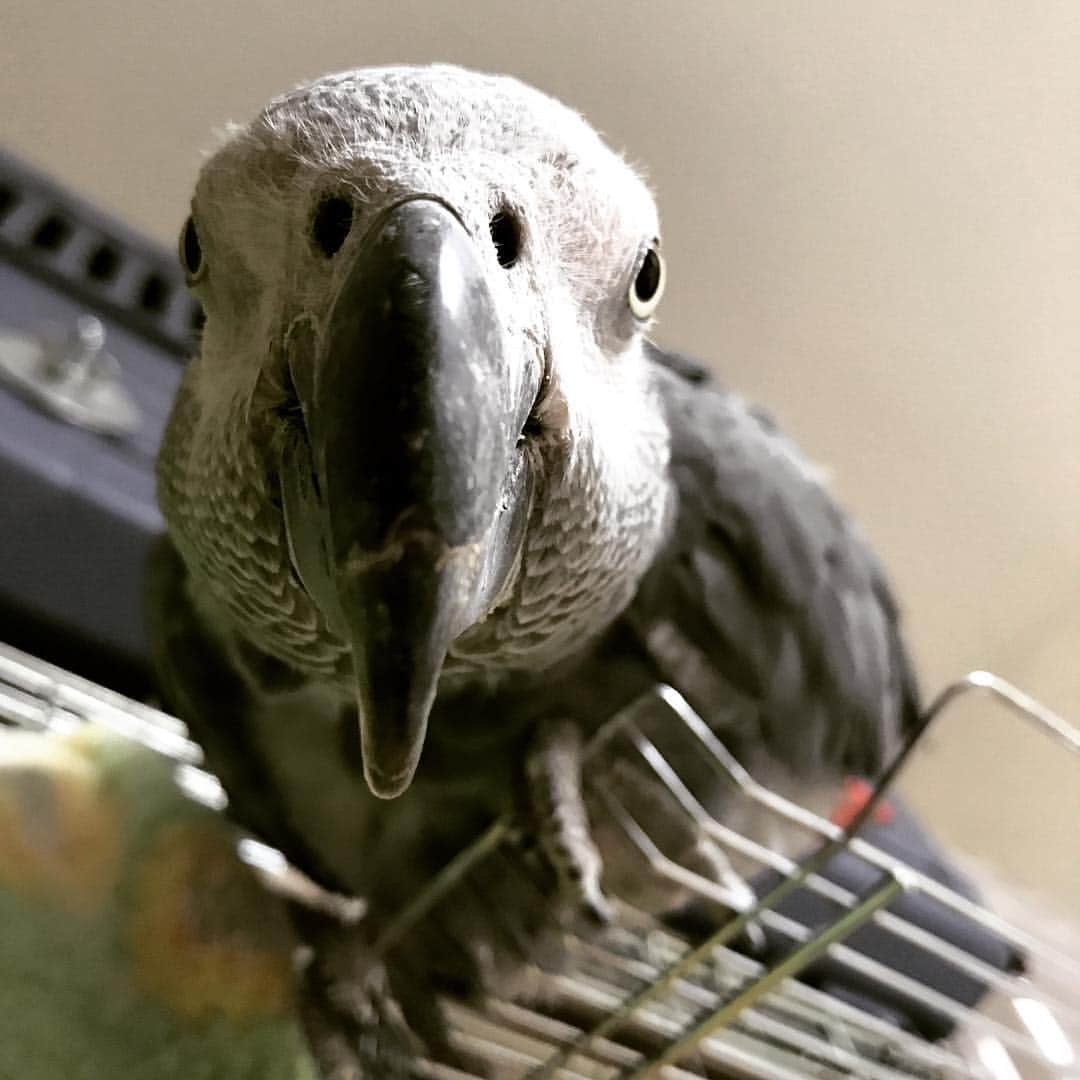 内田美奈子のインスタグラム：「俺はまだ降りねえんだよ  #africangrayparrot #parrot #ヨウム‪#じゃんくろ ‬」