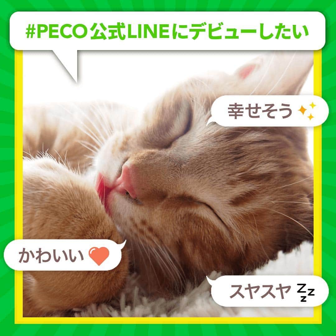 PECOねこ部さんのインスタグラム写真 - (PECOねこ部Instagram)「#PECO公式LINEにデビューしたい 🌱 写真募集のお知らせ✨ . いよいよ明日からGW🥇 愛猫ちゃんとの予定は決まりましたか？  PECOではGWに合わせて楽しいキャンペーンを用意しました♪ . 愛猫ちゃんのイチオシ写真に『#PECO公式LINEにデビューしたい』をつけて投稿すると… PECOのLINE公式アカウントであなたの愛猫ちゃんが紹介されるかも！ . GWは愛猫ちゃんの写真をたくさん撮って、思い出をたくさん残しましょう🌷 みなさんのご参加お待ちしています♪ . . [募集期間] 4月27日(金)〜5月11日(金) . 当選の際には、@pecocats よりダイレクトメッセージにてご連絡させていただきます☺️ . PECOのLINE公式アカウントの友達追加は、LINEにて『PECO』で検索してみてください🌱」4月27日 17時01分 - pecocats