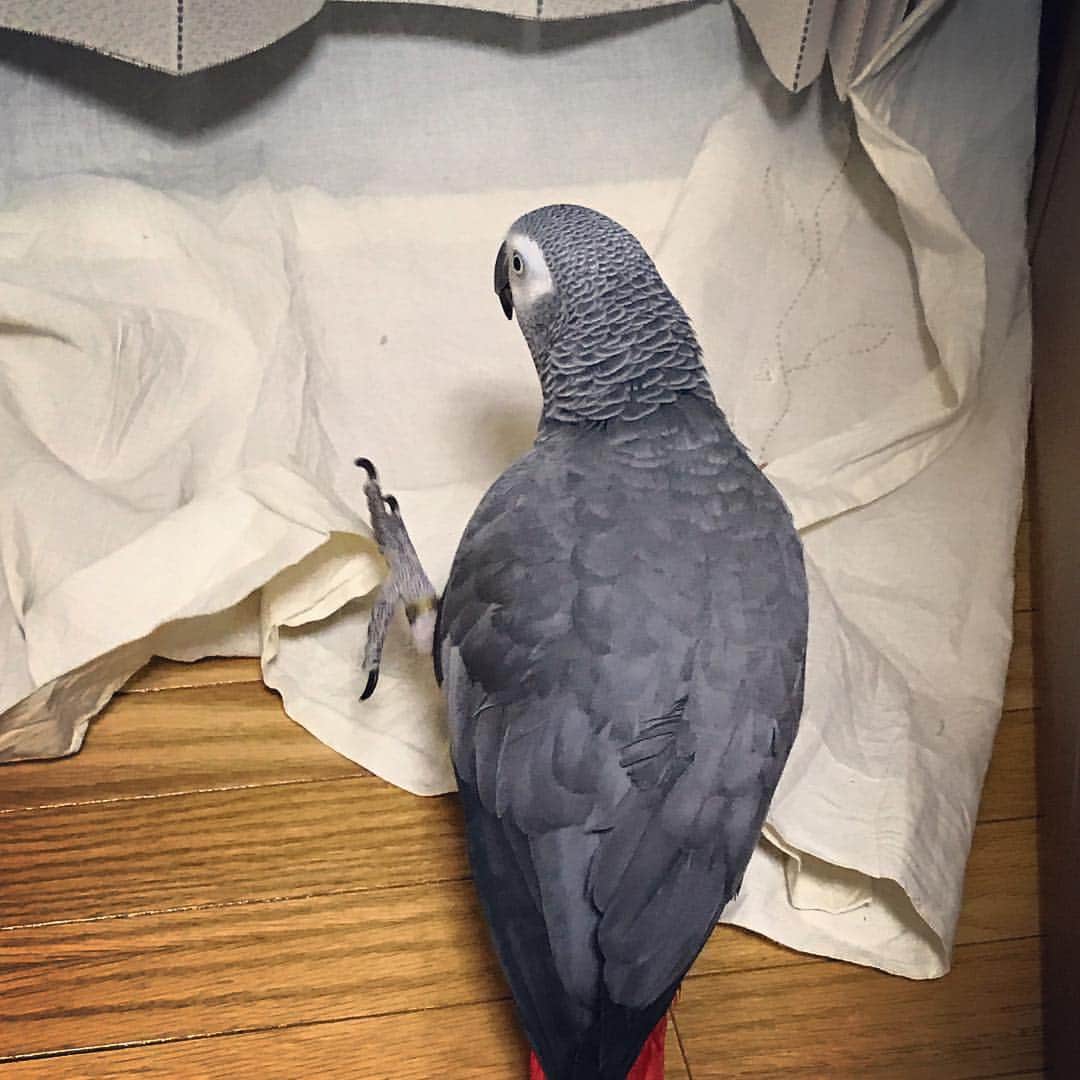 内田美奈子のインスタグラム：「なんとかしてあっち側に抜け出してやるわ  #africangrayparrot #parrot #ヨウム ‪#じゃんくろ ‬」