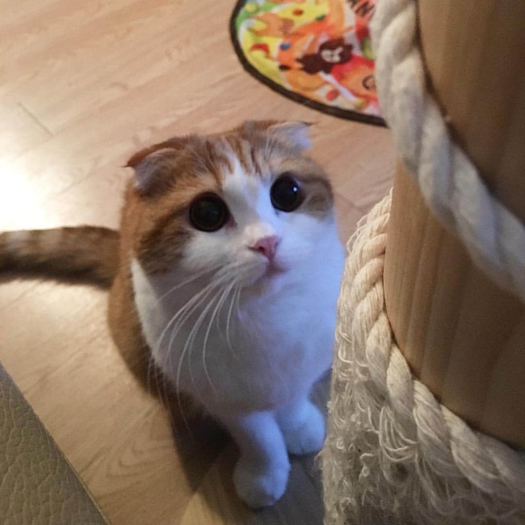Nana _The Scottish Foldのインスタグラム：「Treats?👀 . 그거 간식이냐옹? . . #고양이 #猫 #ねこ #スコ #cat #cats #catstagram #catsofinstagram #instagramcats #instacat #bestmeow #catoftheday #catsofworld #catsloversworld #catsofday #냥스타그램 #또앙 #귀여워 #냥이 #caturday #gatos #cats_of_instagram #ilovemycat #catselfie #kittensofinstagram #kittens #catsdaily #kucing #mao」