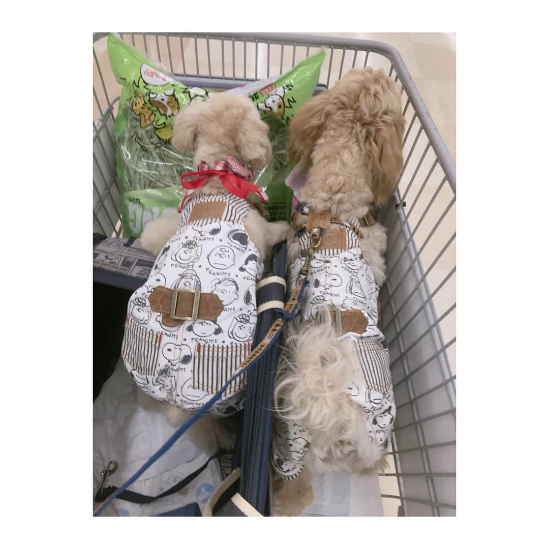 辻希美さんのインスタグラム写真 - (辻希美Instagram)「犬用カート🛒🐶 #辻希美 #犬用カート #お揃いファッション #お揃いコーデ #スヌーピー #可愛い #マルプー #親子」4月27日 20時40分 - tsujinozomi_official