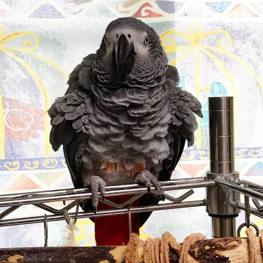 内田美奈子さんのインスタグラム写真 - (内田美奈子Instagram)「シャワーさせられてお怒りのクロエさん。私の頭を何度も掠めて飛ぶことで抗議しまくっているのだが以前ならキック喰らってたので優しいっちゃ優しい  #africangrayparrot #parrot #ヨウム ‪#じゃんくろ ‬」4月28日 15時37分 - zerra01