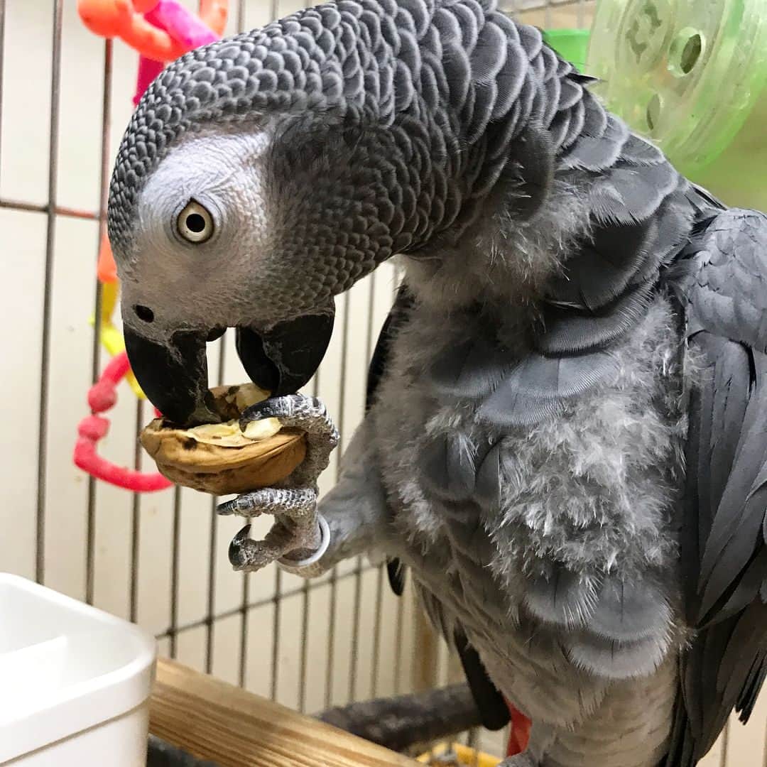 内田美奈子のインスタグラム：「クルミ最高やで…  #africangrayparrot #parrot #ヨウム‪#じゃんくろ ‬」