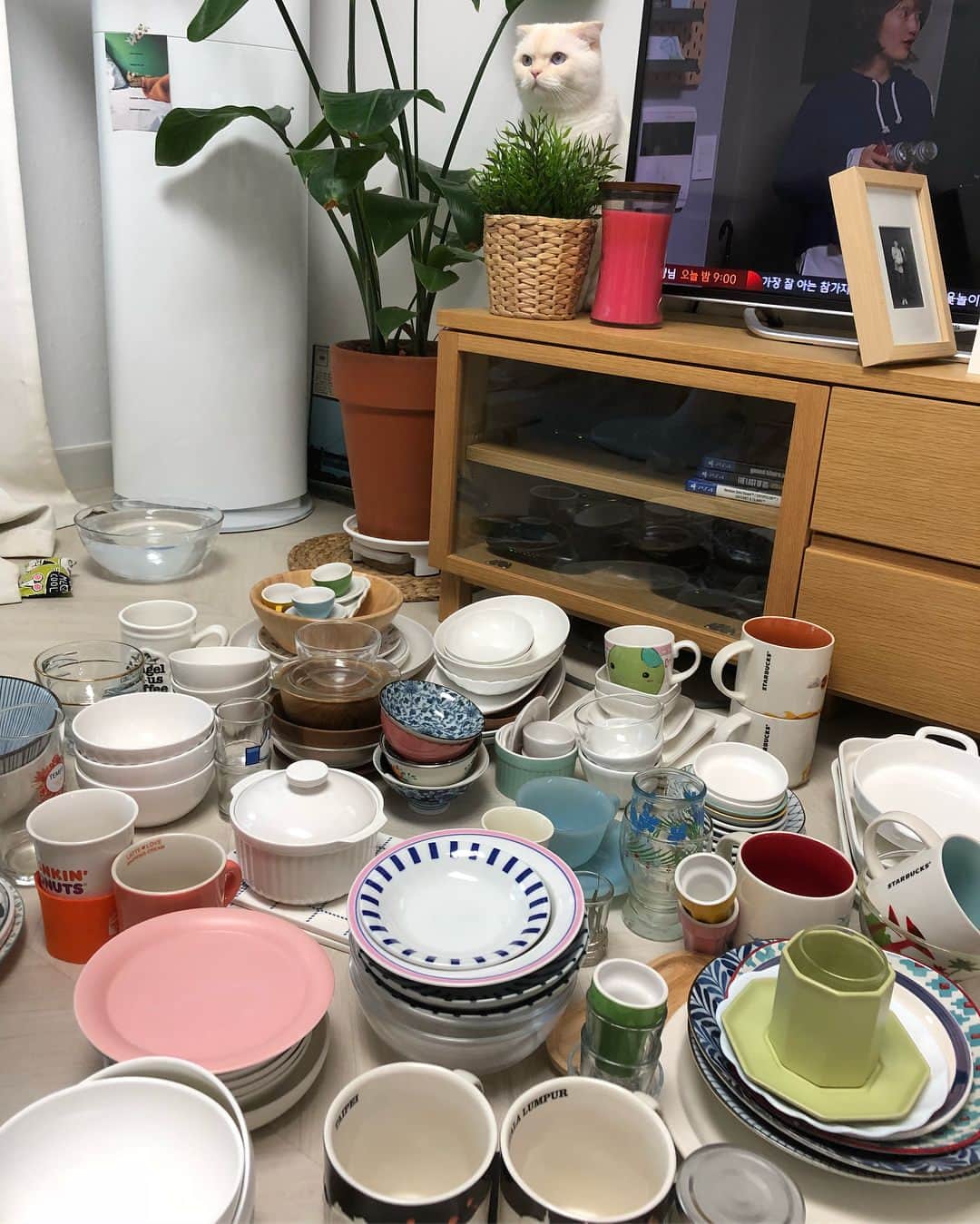 SoonMooさんのインスタグラム写真 - (SoonMooInstagram)「엄마 우리 피난가오? #미루고미룬가구재배치중 #그릇장이동을위해뺀그릇들 #이외에도컵은산더미만큼싱크대안에🌚 #그릇컵과다보유 #순무 #SoonMoo」4月28日 22時52分 - soonmoo_cat
