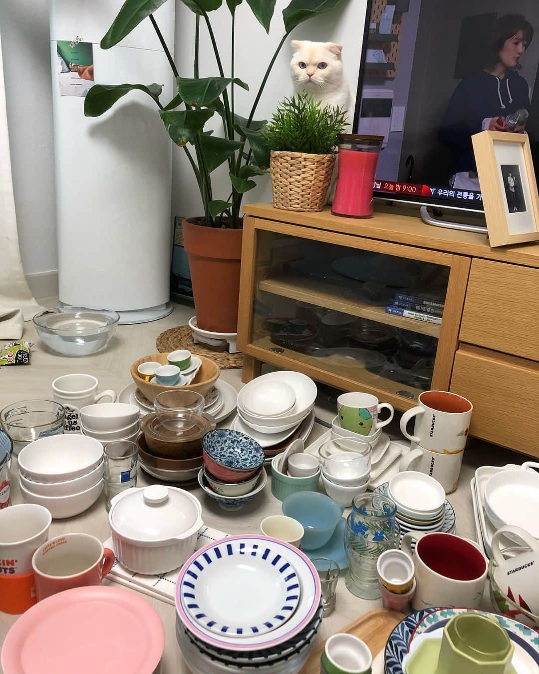SoonMooさんのインスタグラム写真 - (SoonMooInstagram)「엄마 우리 피난가오? #미루고미룬가구재배치중 #그릇장이동을위해뺀그릇들 #이외에도컵은산더미만큼싱크대안에🌚 #그릇컵과다보유 #순무 #SoonMoo」4月28日 22時52分 - soonmoo_cat