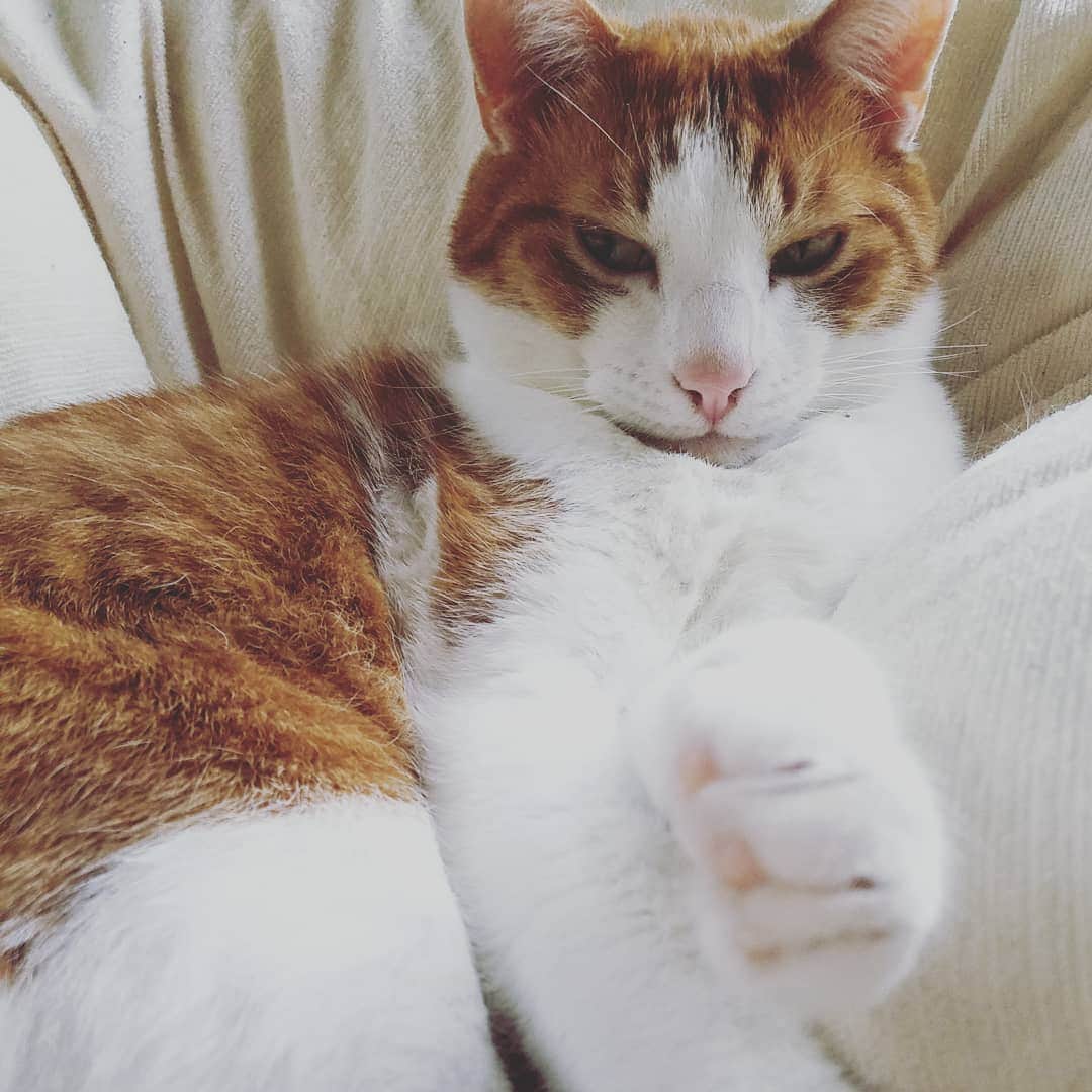池田香織のインスタグラム：「流し目猫。  #cat」