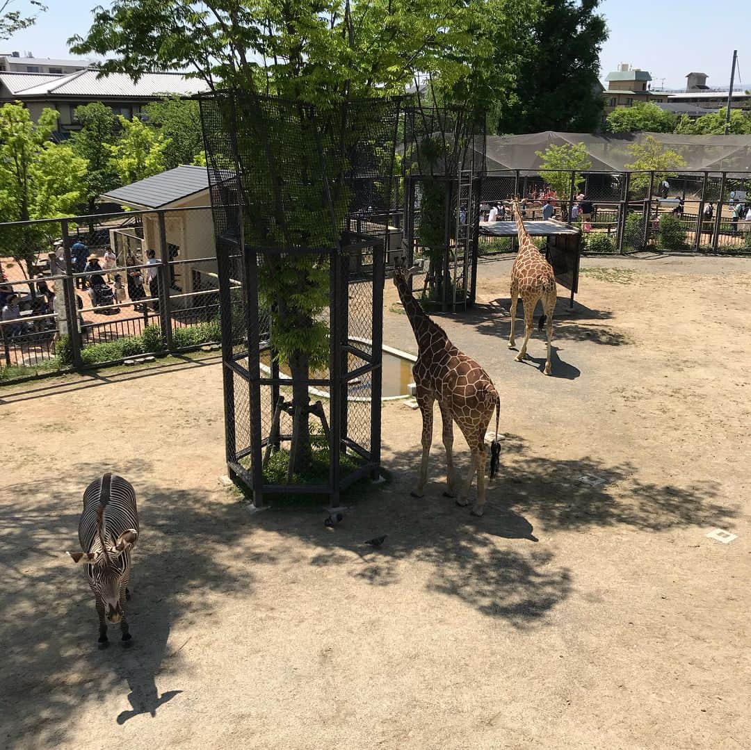 桜井裕美さんのインスタグラム写真 - (桜井裕美Instagram)「動物園に行って来ました！！何十年ぶりだろ〜と言うぐらい久々に動物をたくさん見ました。息子っちも大興奮❤️#初めて#動物園デビュー」4月29日 16時01分 - yumisakurai24