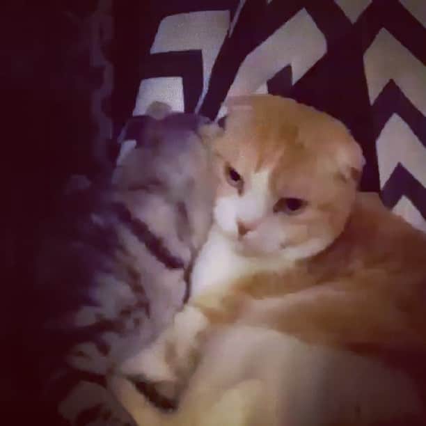 谷花音さんのインスタグラム動画 谷花音instagram 久しぶりの再開 谷花音 Happytime Paco キッド咲麗花 再開 Cooking お好み焼き Australia オーストラリア パコと魔法の絵本 お泊まり 4月30日 時37分 T Kanon Ta