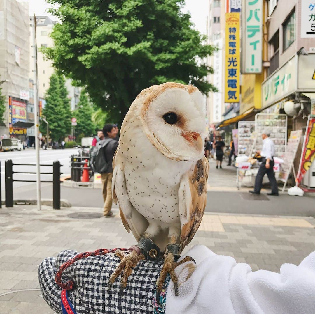 茶叶小果さんのインスタグラム写真 - (茶叶小果Instagram)「可爱的小动物🐈你喜欢吗？」4月30日 1時36分 - chayexiaoguo