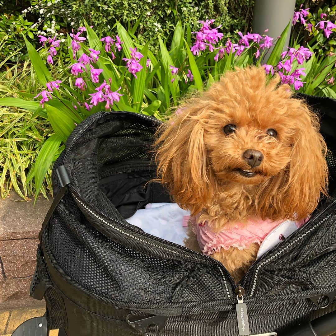 山下莉奈さんのインスタグラム写真 - (山下莉奈Instagram)「姫ちゃんトリミング🐶💕 待ち時間にポーとお散歩してお茶して待っています✨ ポーちゃんはドッグアイス🍨 お姉ちゃんはかぼちゃのタルト❤️ 美味しいしあわせ✨🐾✨ #トイプードル #山下ポーちゃん #わんこなしでは生きていけません会」4月30日 15時42分 - rinayamashita