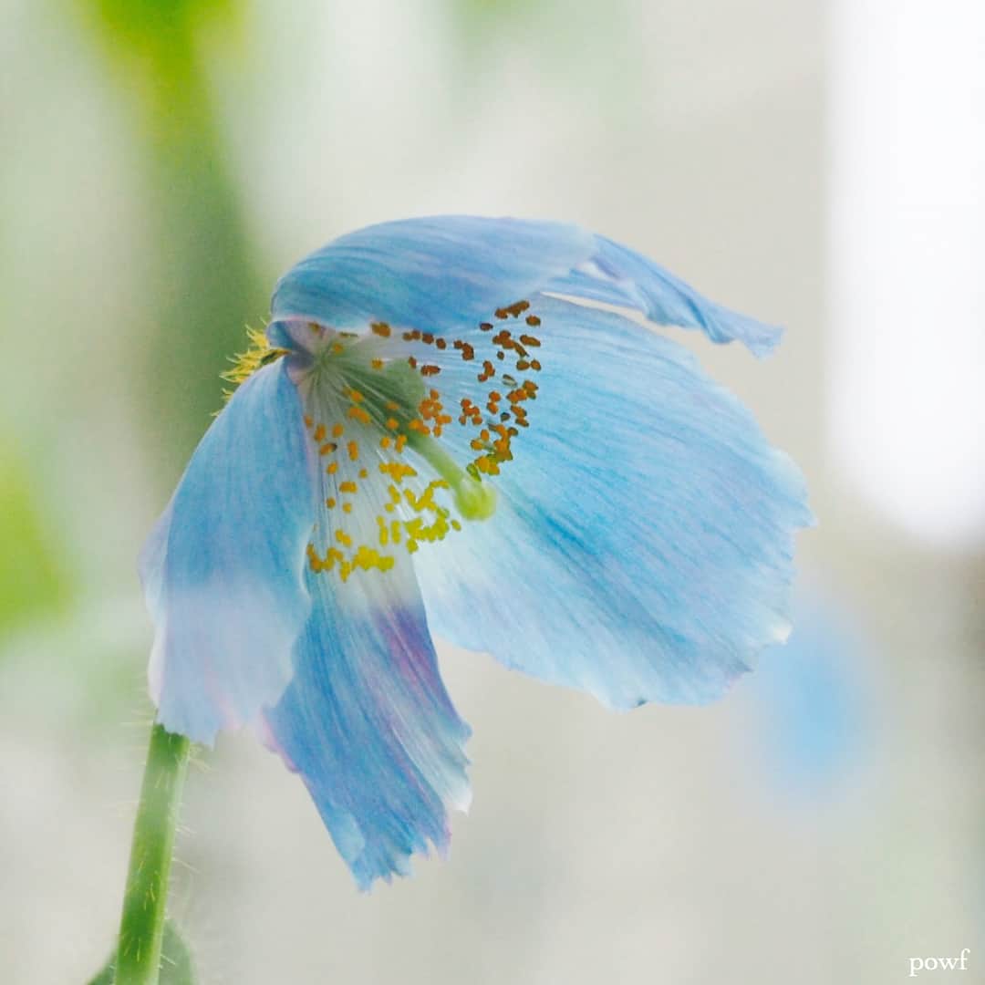 anemone_69のインスタグラム：「. #東京都薬用植物園 へ 🚲〜 . 1 #青いケシ #ヒマラヤの青いケシ 3 カカオの実 4 牡丹 5 芍薬 . .」
