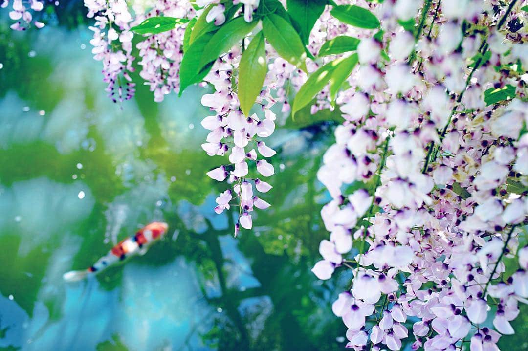 kyoko_zzzのインスタグラム：「Flowering pond . #藤の花 #萬葉植物園の藤」
