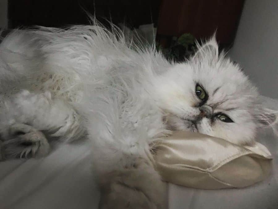 早坂香須子さんのインスタグラム写真 - (早坂香須子Instagram)「なこさん、それ、ヒマラヤのピンク岩塩とクリスタル(水晶)入りのヒーリング枕。。。 本来あたしが額に乗せて、瞑想しながら眠るための FACE PILLOW なんですけど。。 ね。。 。。。 。。。 #hermonity #facepillow #なこ様#猫#ねこ #cat #naco_cat #chinchillapersian #silvershaded #chinchillasilver #chinchillacat #persiancat」4月30日 18時18分 - kazukovalentine