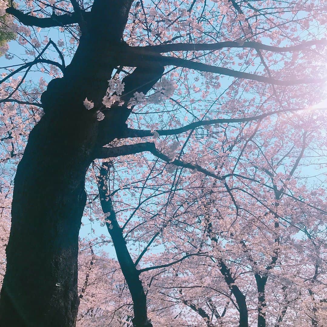 小野麻亜矢さんのインスタグラム写真 - (小野麻亜矢Instagram)「今日で4月も終わり。 あっという間の1ヶ月。 お花見行けて良かった。 だいぶ前の出来事、、、 忙しい中でも作れば時間は作れる！！→けど、疲れる笑」4月30日 18時54分 - ono_maaya