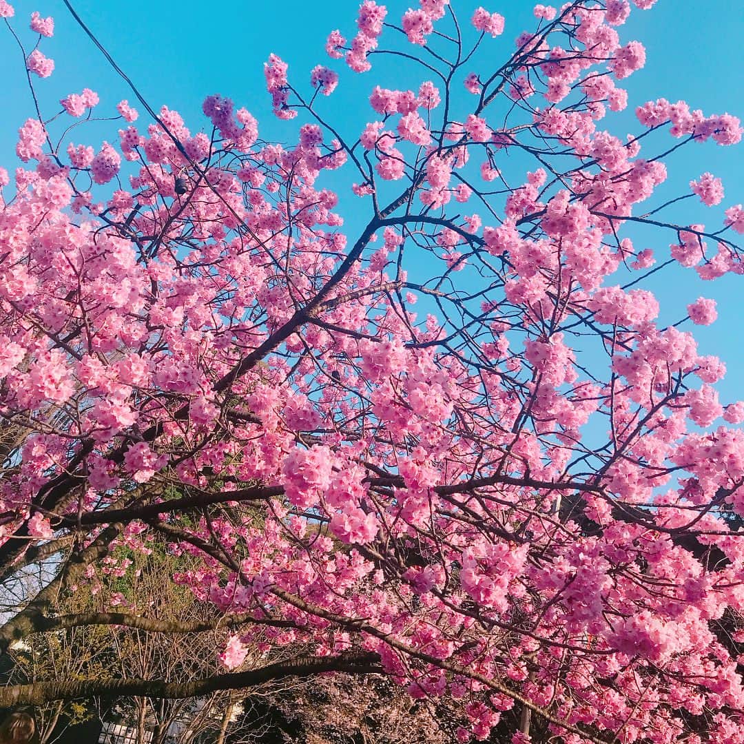 小野麻亜矢さんのインスタグラム写真 - (小野麻亜矢Instagram)「今日で4月も終わり。 あっという間の1ヶ月。 お花見行けて良かった。 だいぶ前の出来事、、、 忙しい中でも作れば時間は作れる！！→けど、疲れる笑」4月30日 18時54分 - ono_maaya