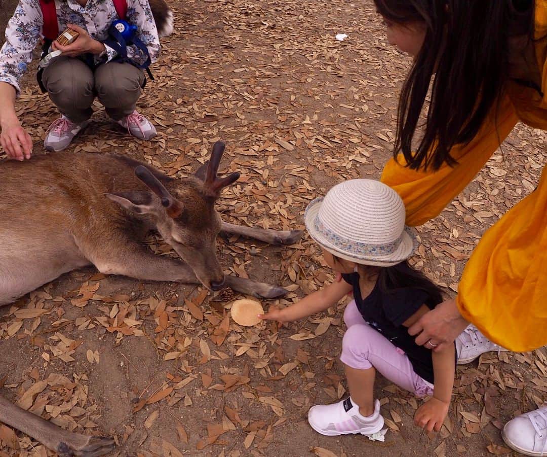 宇佐美蘭さんのインスタグラム写真 - (宇佐美蘭Instagram)「鹿せんべいを持っていたら、ちょっと怖いくらいに鹿が近寄って来たイメージだったけど…🦌﻿ GWでたくさんの観光客から鹿せんべいをもらっていた鹿さんは、お腹いっぱいだったみたい😂﻿ 娘のガッカリな顔。笑﻿ 食べてくれる鹿を探してなんとか食べてもらいました♡﻿ 楽しそうだった🤗﻿ #奈良公園#鹿#🦌#奈良#興福寺」4月30日 21時07分 - usamiran_official