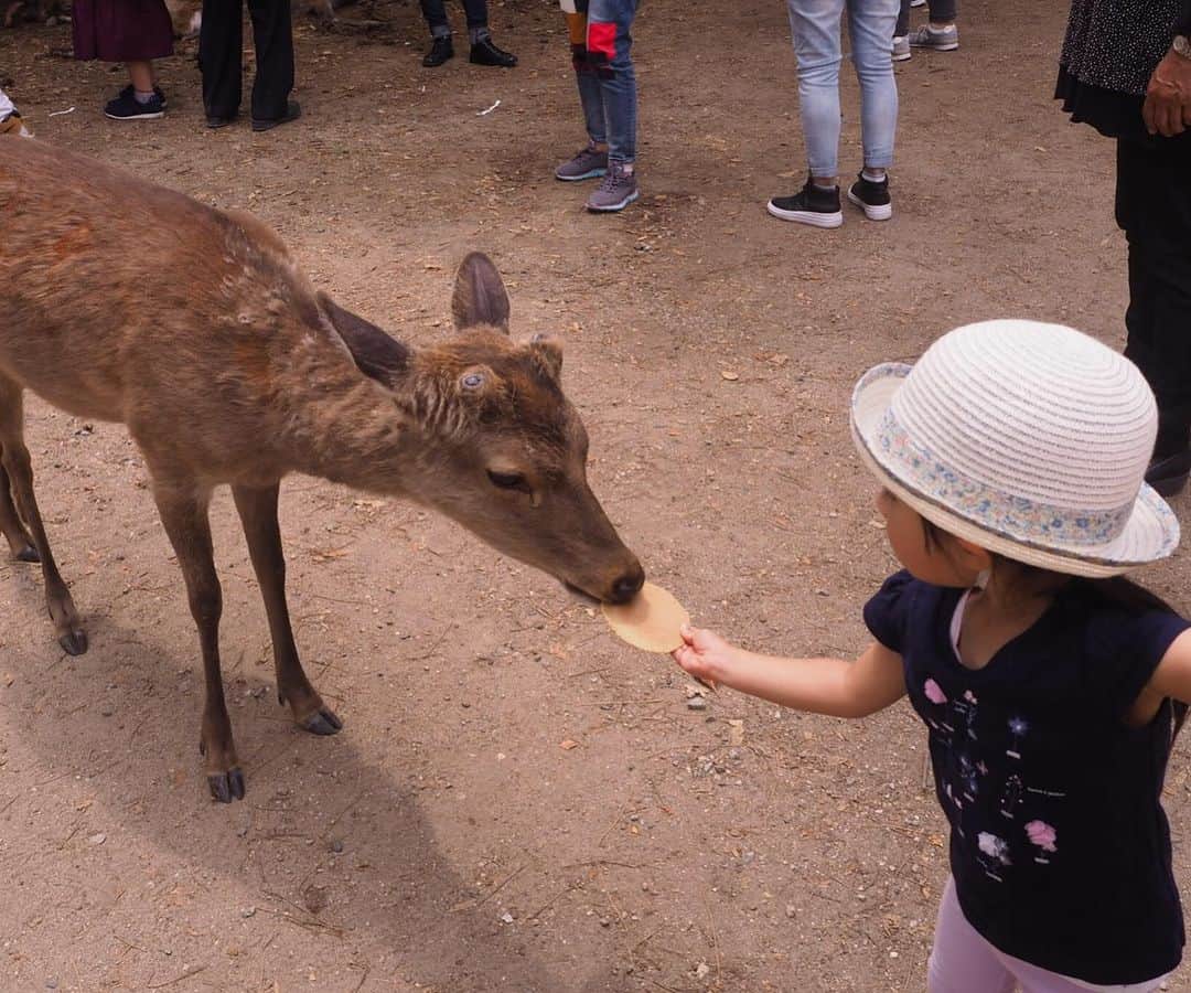 宇佐美蘭さんのインスタグラム写真 - (宇佐美蘭Instagram)「鹿せんべいを持っていたら、ちょっと怖いくらいに鹿が近寄って来たイメージだったけど…🦌﻿ GWでたくさんの観光客から鹿せんべいをもらっていた鹿さんは、お腹いっぱいだったみたい😂﻿ 娘のガッカリな顔。笑﻿ 食べてくれる鹿を探してなんとか食べてもらいました♡﻿ 楽しそうだった🤗﻿ #奈良公園#鹿#🦌#奈良#興福寺」4月30日 21時07分 - usamiran_official