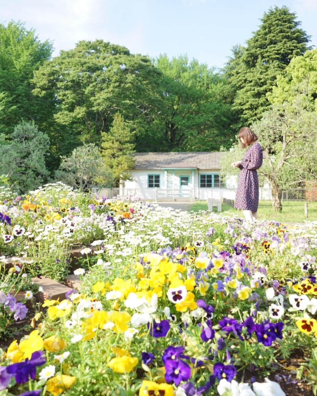 Hikaruさんのインスタグラム写真 - (HikaruInstagram)「Flower bed. . . . 鮮やかお花が素敵でした。 春はお花の季節で1番大好きなのです。 . . .#yoyogipark #日本の風景 #美しい景色 #美しい日本#代々木公園#sony #sonyalpha #sonyimages」5月1日 7時33分 - hikaru__satoh