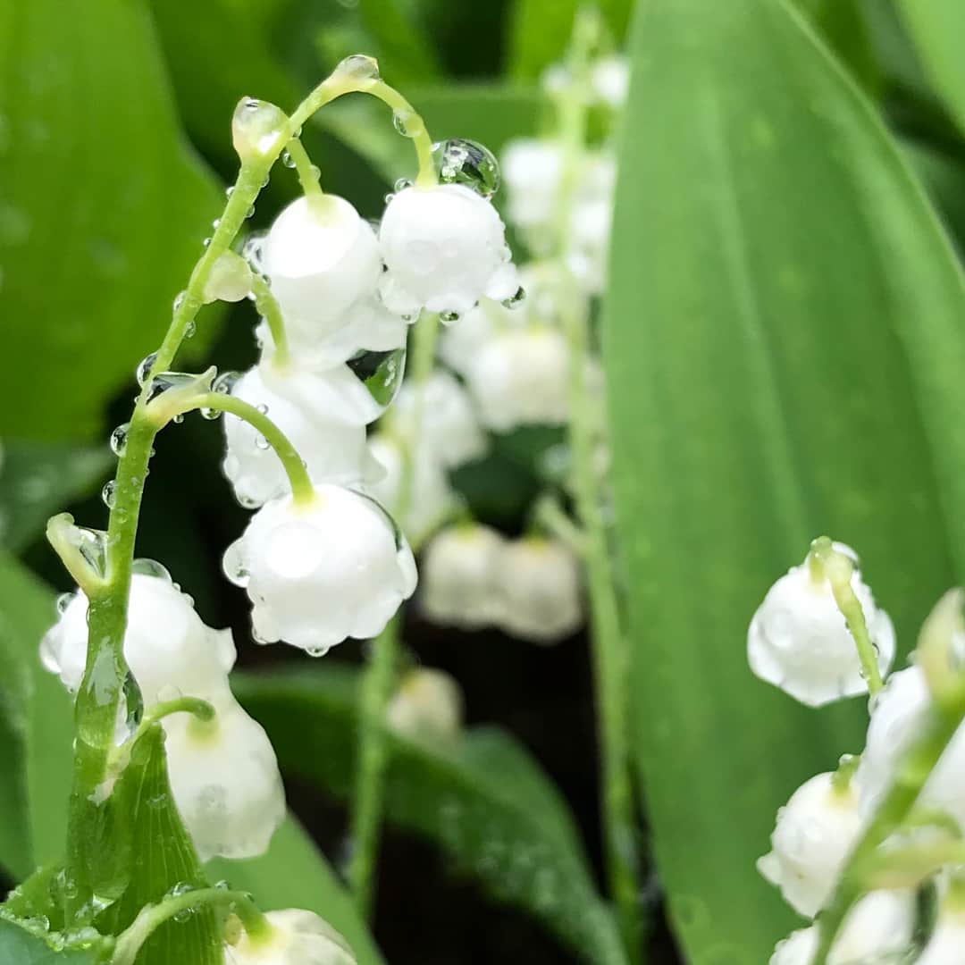 藤森香衣さんのインスタグラム写真 - (藤森香衣Instagram)「「Jour de muguet（すずらんの日）」。 写真は、アイロニー @atsushi_taniguchi さん ・ フランスでは5月1日に、大切な人にミュゲ(フランス語で、すずらん）を贈り、もらった人には幸運が訪れる…という日で 素敵過ぎる💕 ・ 私のブランドも、着た人に幸せが訪れますように…そんな思いを込めてつけた造語なのです。 ・ #flower #Jourdemuguet #muguet #lilyofthevalley  #happiness #foryou  #すずらん #花 #幸せ」5月1日 9時24分 - kaefujimori