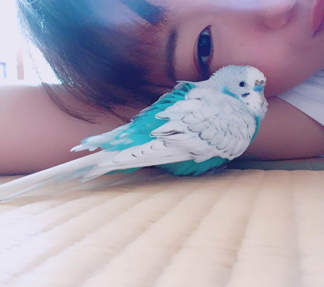 澤村小夜子のインスタグラム：「一緒に寝るよ🌱 . 🙂⇨😴 . #セキセイインコ #ほっぺくっつけて寝てくれる #可愛い #ふっくら #あったかい #ぷくちゃん #澤村小夜子」