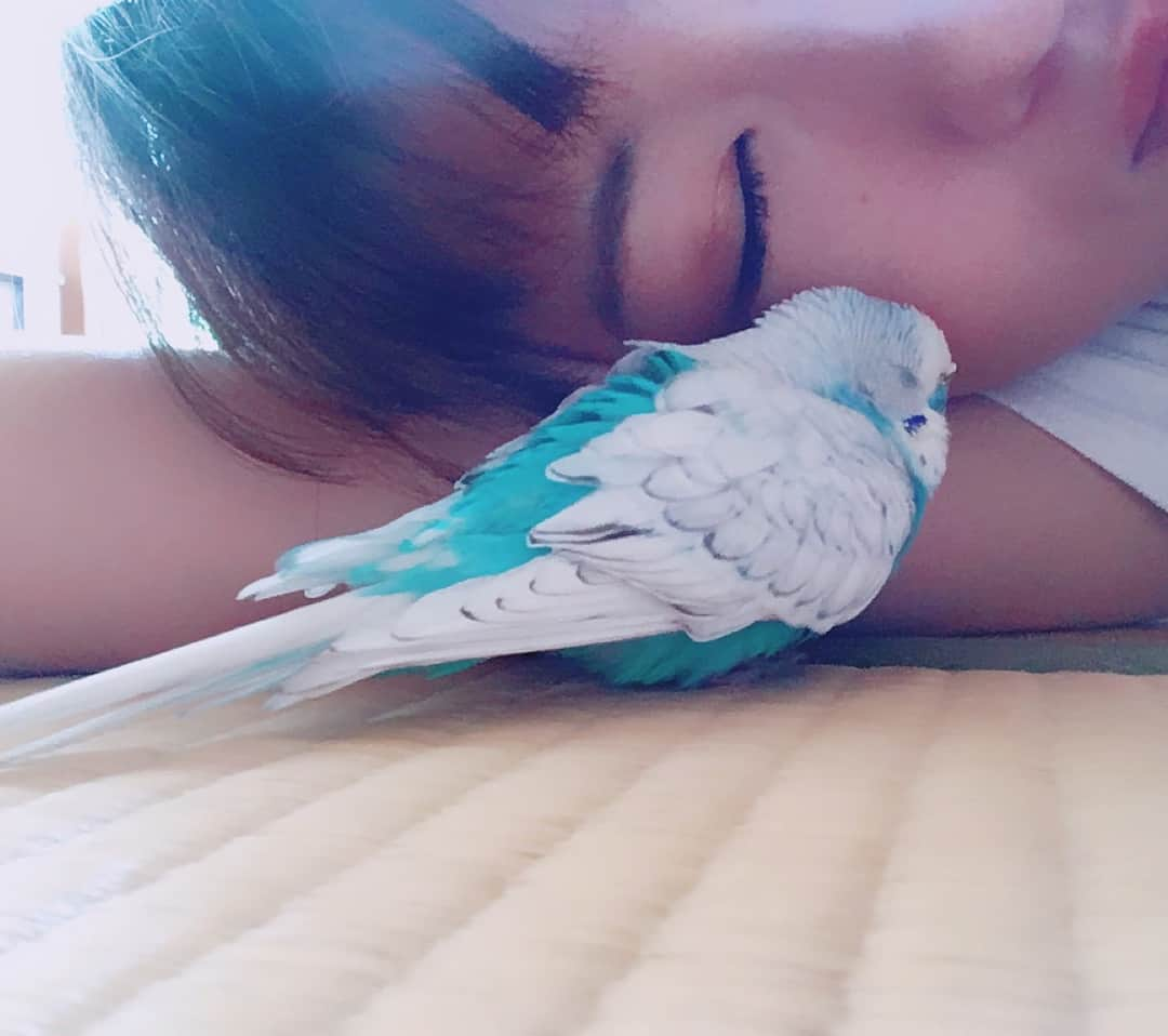 澤村小夜子さんのインスタグラム写真 - (澤村小夜子Instagram)「一緒に寝るよ🌱 . 🙂⇨😴 . #セキセイインコ #ほっぺくっつけて寝てくれる #可愛い #ふっくら #あったかい #ぷくちゃん #澤村小夜子」5月1日 20時36分 - sayako_negoto