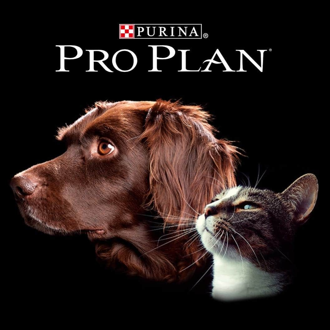 Purina Pro Plan Japanさんのインスタグラム写真 - (Purina Pro Plan JapanInstagram)「みなさま、お久しぶりです。 「ピュリナ プロプラン」です。 しばらく更新が滞ってしまいましたが、今後はマイペースながらも更新を続けていきたいと思っていますので、改めましてよろしくお願いいたします！ 🐶 #ピュリナプロプラン #ネスレ #ピュリナ #プロプラン #PURINA #PROPLAN #proplandog  #愛犬 #プレミアムフード #ドッグフード」5月1日 12時00分 - proplan_dog_jp