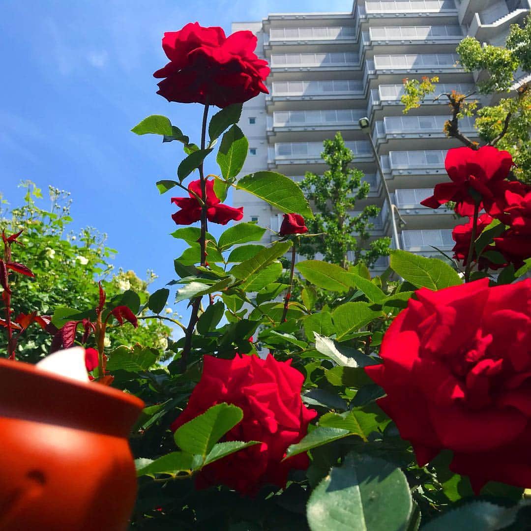 神戸フランツ 公式＠お中元はコミュニケーションのグルメインスタ