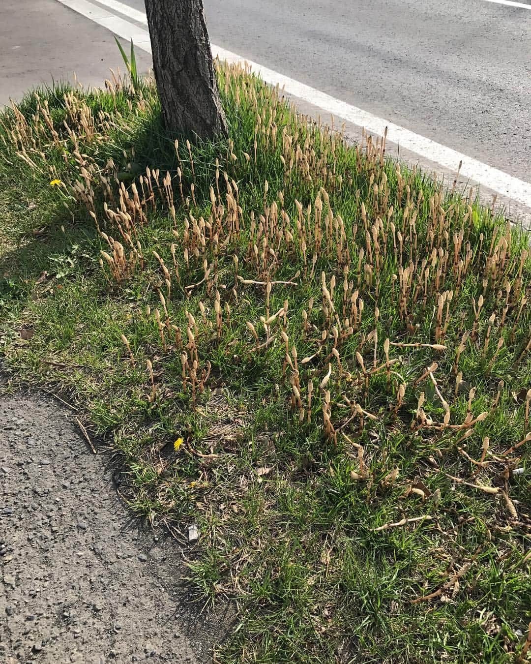 杉谷拳士さんのインスタグラム写真 - (杉谷拳士Instagram)「お疲れ様です😁💨 今日札幌の街を歩いていたらたくましく生えてるアスパラ⁉︎ を発見しました👀 周りの人に聞くとアスパラじゃなくてツクシだそうです^_^笑笑 すごい数… 小さな幸せを感じました⭐🤗♫ #春 #札幌 #あすぱら #つくし #力強くて生きてる」5月1日 17時00分 - kenshi.02