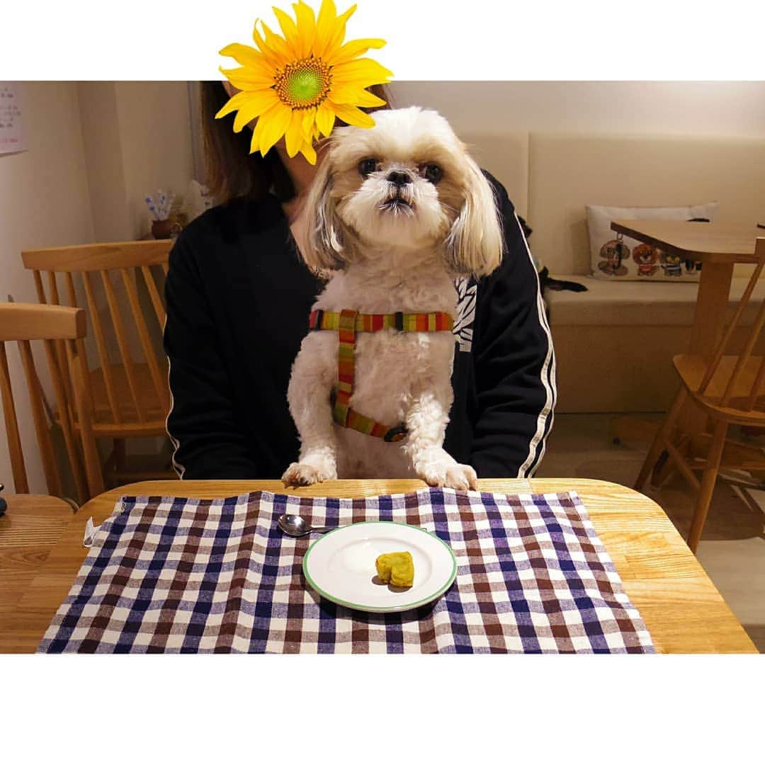 Bungo's photographyのインスタグラム：「* ぐりを迎えて、丸2年の記念日なのです🐶 * 人気のドッグカフェ探訪を楽しんでました✨ * しつけ教室やトリミングサロン、ペット用品も揃ってる気さくなカフェの @hima_cafe さん☺️ * 看板犬のダックスフント、チョコちゃん&チップちゃんと、常連ワンちゃん達と交流させてもらいました🐾 * おいもケーキうまうまからの、ゆめかわ系春夏物シャツを買ってもらってご満悦なぐり氏～🍽️ *  #シーズー #shihtzu #mydog #puppy #doggy #犬 #イヌ #いぬ #犬バカ部 #わんこ #犬ら部 #犬のいる暮らし #dog #ふわもこ部 #instagood #like #follow #tbt #followme #picoftheday #bestoftheday #look #shoutout #ilovemydog #instadog #dogpic #doglover #dogstagram #petstagram #愛犬」