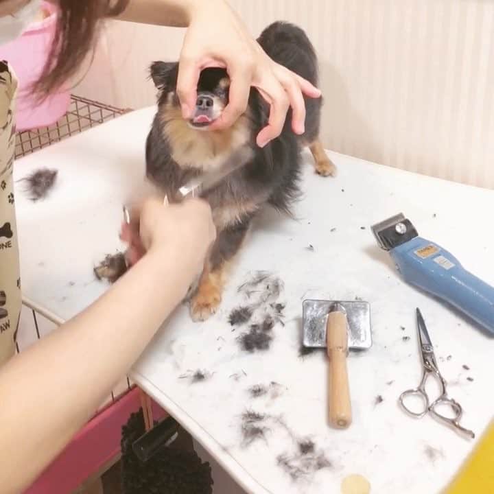 のインスタグラム：「今日は病院へ定期検診のついでに初めて！！伸び切っている毛を綺麗に整えてもらいました🐶💕 終始大人しく(びびっとるだけやけどw)良い子にしてくれてたので安心☺️ 毛切ったらさらに小さくなったw #Ulu #Uluさん #子犬 #チワワ #ロングコートチワワ #愛犬」
