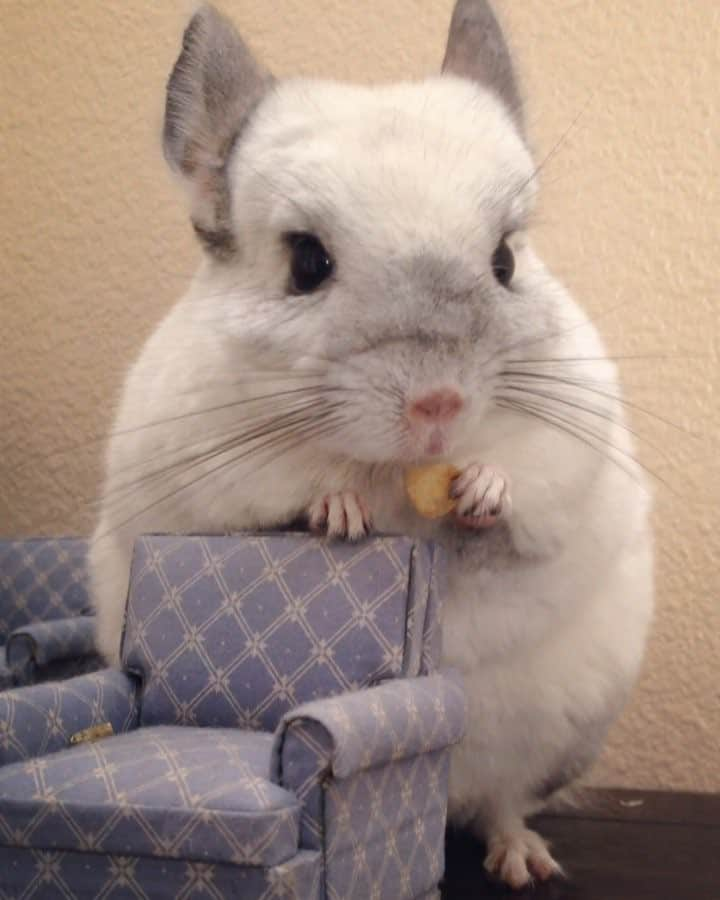 Mr. Bagelのインスタグラム：「Caption this! #MrBagel #chinchilla #snacktime」